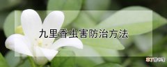 【香】九里香虫害防治方法