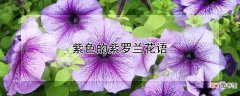【紫罗兰】紫色的紫罗兰花语