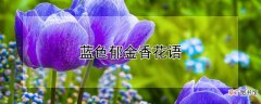 【香】蓝色郁金香花语