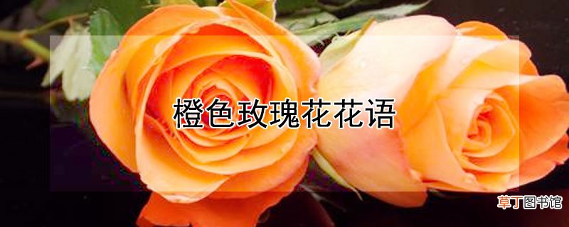 【玫瑰】橙色玫瑰花花语
