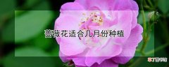 【花】蔷薇花适合几月份种植