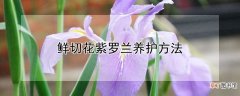 【紫罗兰】鲜切花紫罗兰养护方法