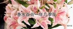 【香水百合】香水百合一年几季花