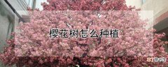 【花】樱花树怎么种植