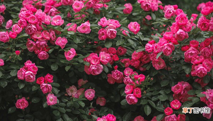 【区别】藤本月季和蔷薇的区别