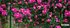 【区别】藤本月季和蔷薇的区别