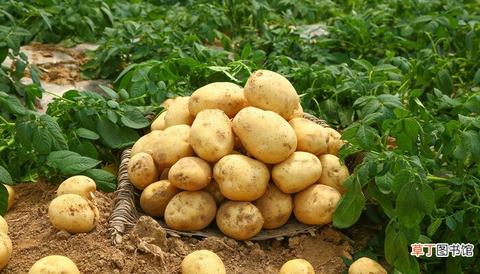 【土豆】阳台土豆的种植方法
