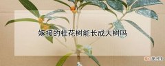 【桂花】嫁接的桂花树能长成大树吗