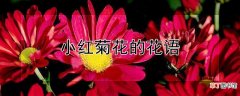 【花】小红菊花的花语