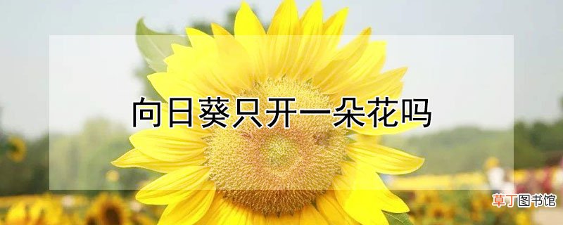 【花】向日葵只开一朵花吗