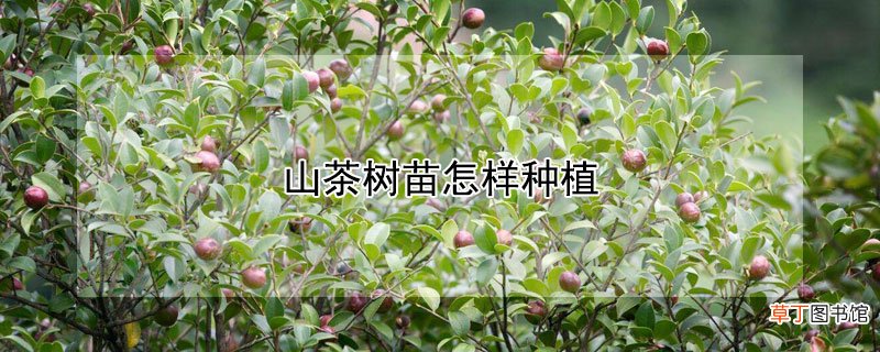 【茶】山茶树苗怎样种植