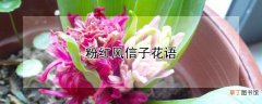 【花】粉红风信子花语