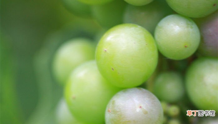 【缠绕】葡萄是缠绕藤本植物吗