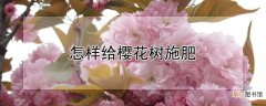 【花】怎样给樱花树施肥