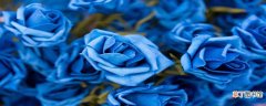 【蓝玫瑰】19支碎冰蓝玫瑰代表的含义