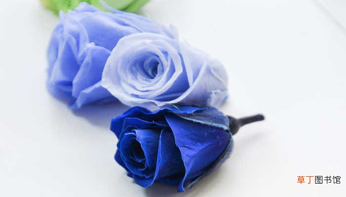 【蓝玫瑰】19支碎冰蓝玫瑰代表的含义