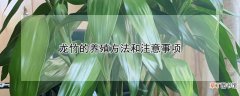 【养殖方法】龙竹的养殖方法和注意事项