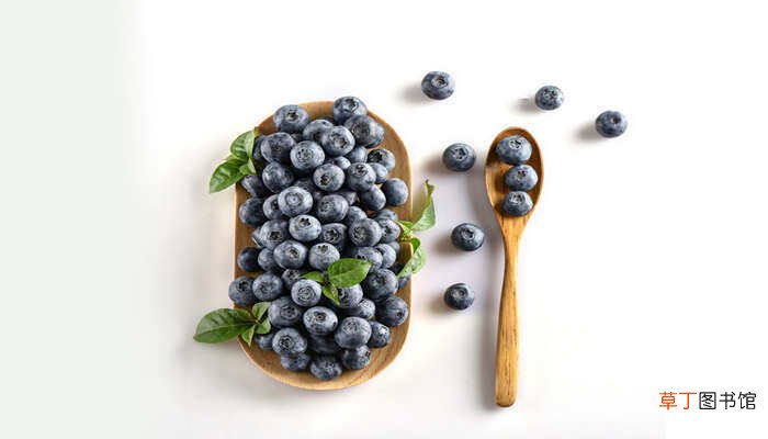 【品种】蓝莓苗H5品种介绍