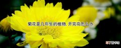 【花】菊花是几年生的植物,开完花怎么办