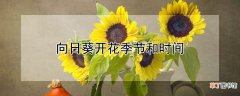 【开花】向日葵开花季节和时间