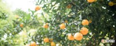 【树】橘子树冬天施什么肥