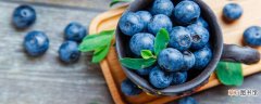 【品种】蓝莓杜克品种介绍