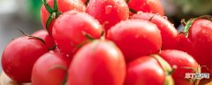 【种植】小番茄种植时间和方法