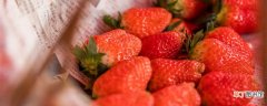 【草莓】草莓苗怎样快速长新叶