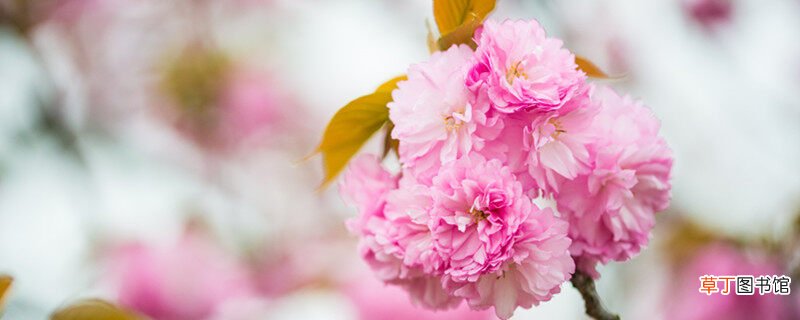 【樱花】武汉大学的樱花是日本人种的吗