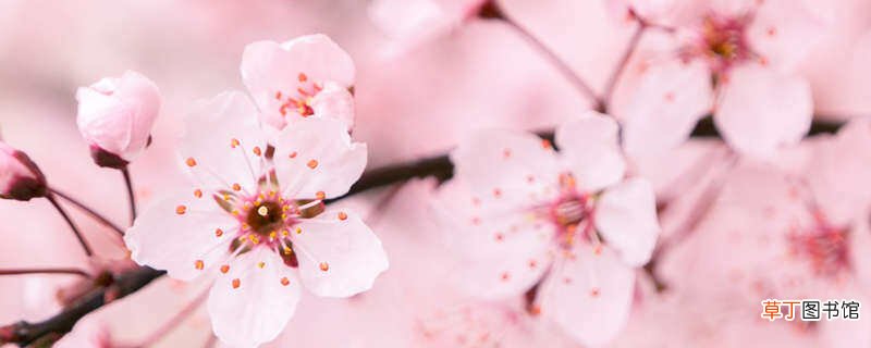 【樱花】武大樱花是日本人种的吗