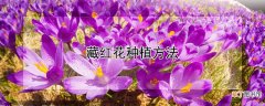 【花】藏红花种植方法