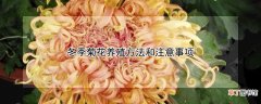 【菊花】冬季菊花养殖方法和注意事项