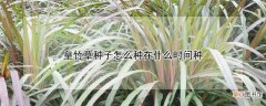 【种子】皇竹草种子怎么种在什么时间种