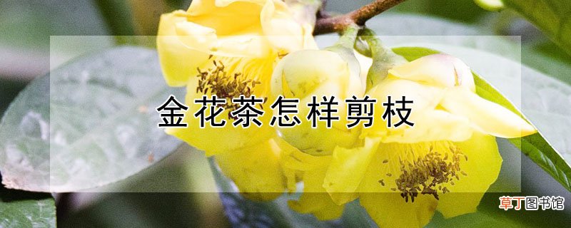 【花】金花茶怎样剪枝