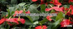 【花】红掌花有毒吗适合在室内养殖吗