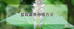 【藿香】盆栽藿香种植方法