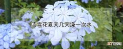 【花】蓝雪花夏天几天浇一次水