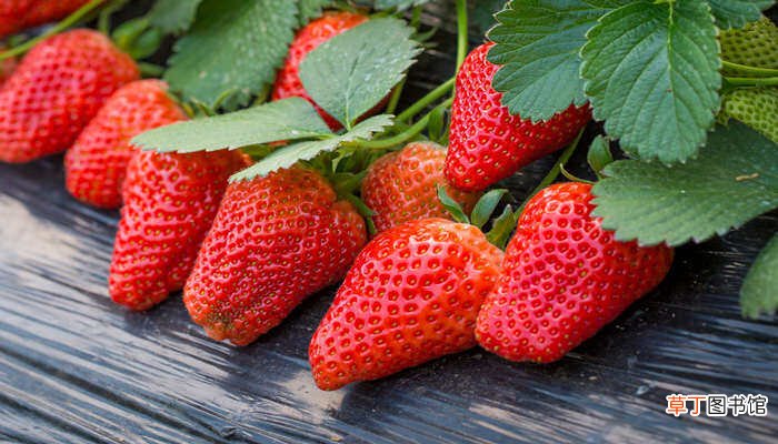 【冬天】草莓冬天能耐多少度的低温