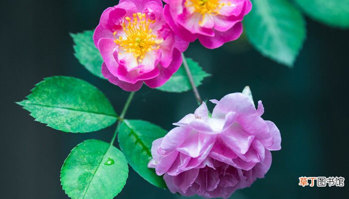 【养殖方法】蔷薇花的日常养殖方法