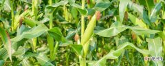 【品种】强育H712玉米品种介绍