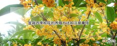 【四季桂花】盆栽四季桂花的养殖方法和注意事项