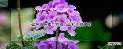 【养殖】紫色五色梅的养殖方法和注意事项