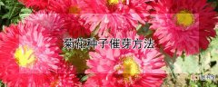 【花】菊花种子催芽方法