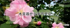 【季节】木芙蓉什么季节开花