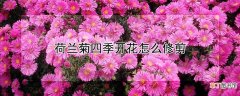 【开花】荷兰菊四季开花怎么修剪
