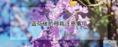 【花】蓝花楹的移栽注意事项