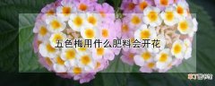 【开花】五色梅用什么肥料会开花