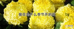 【花】菊花是什么季节开的花