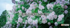 【花】蔷薇花移栽注意事项