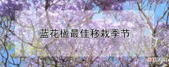 【花】蓝花楹最佳移栽季节
